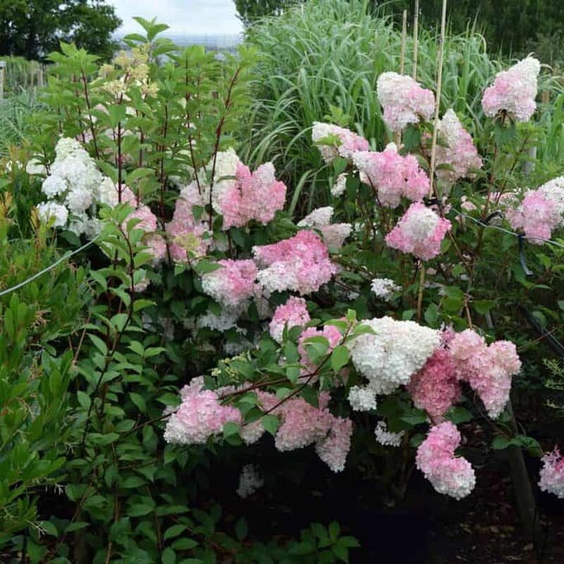 Hydrangea paniculata Vanillé Fraise 100-125 cm